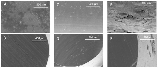 Structural Modification of Polymers Functionalized with Mango Leaf Extract by Supercritical Impregnation: Approaching of Further Food and Biomedical Applications